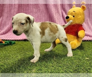 Catahoula Leopard Dog Puppy for sale in CUMBY, TX, USA