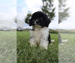 Small #2 Cavapoo