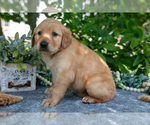 Small Photo #16 Golden Retriever Puppy For Sale in WOLCOTTVILLE, IN, USA