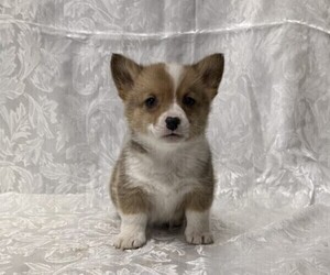 Pembroke Welsh Corgi Puppy for sale in STANLEY, WI, USA