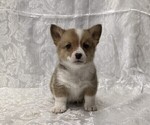 Small Pembroke Welsh Corgi