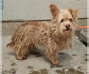 Mutt Dogs for adoption in Camarillo, CA, USA