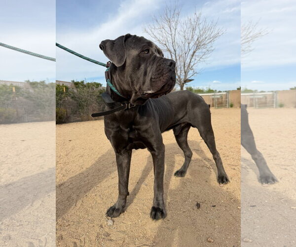 Medium Photo #1 Mutt Puppy For Sale in Goodyear, AZ, USA