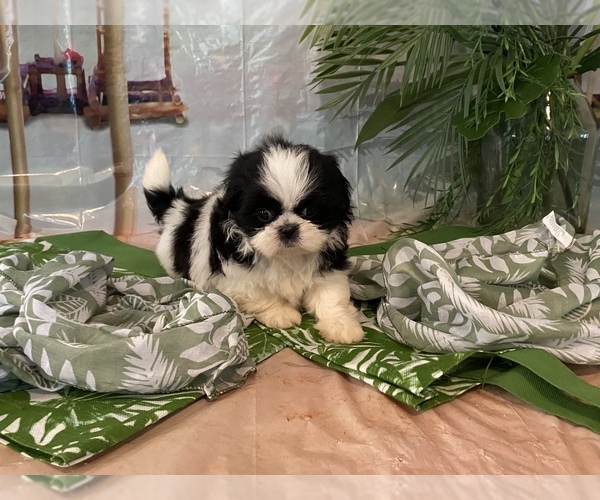 Medium Photo #8 Shih Tzu Puppy For Sale in WINSTON SALEM, NC, USA