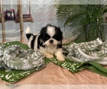 Small Photo #8 Shih Tzu Puppy For Sale in WINSTON SALEM, NC, USA