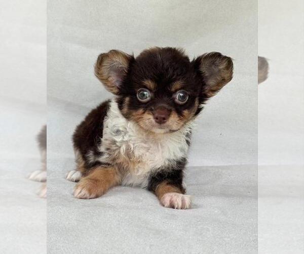 Medium Photo #8 Chihuahua Puppy For Sale in SAINT AUGUSTINE, FL, USA
