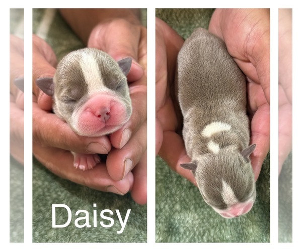 Medium Photo #6 Boston Terrier Puppy For Sale in COTTONWOOD, CA, USA
