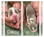 Puppy Puppy 5 Boston Terrier