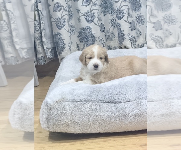 Medium Photo #1 Golden Mountain Doodle Puppy For Sale in CORBIN, KY, USA