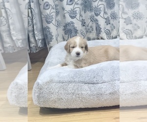 Golden Mountain Doodle Puppy for sale in CORBIN, KY, USA