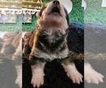 Small Photo #8 Alaskan Malamute Puppy For Sale in MIDWEST CITY, OK, USA