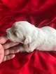 Puppy 5 Pyredoodle