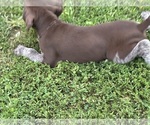 Puppy Female 1 German Shorthaired Pointer