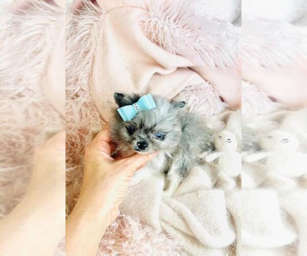 Medium Photo #5 Pomeranian Puppy For Sale in JACKSONVILLE, FL, USA