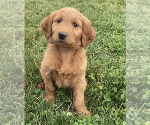 Goldendoodle (Miniature) Puppy for sale in NILES, MI, USA