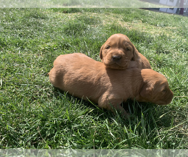 Medium Photo #13 Golden Retriever Puppy For Sale in CLEVER, MO, USA