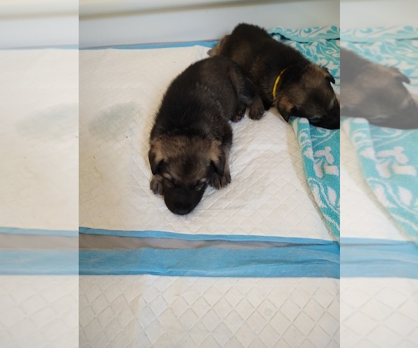 Medium Photo #3 German Shepherd Dog Puppy For Sale in GLEN SAINT MARY, FL, USA