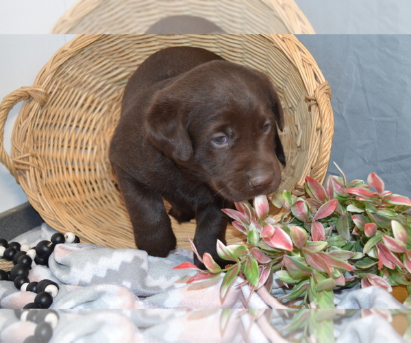 Medium Photo #5 Labrador Retriever Puppy For Sale in GREENWOOD, WI, USA