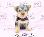 Small Photo #24 Yorkshire Terrier Puppy For Sale in LAS VEGAS, NV, USA