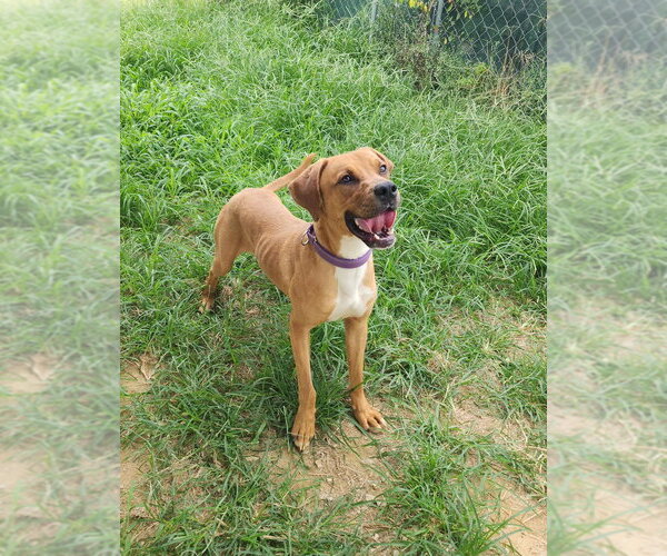 Medium Photo #4 Mutt Puppy For Sale in Evansville, IN, USA