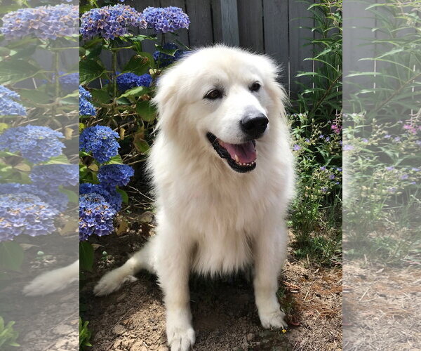 Medium Photo #2 Great Pyrenees Puppy For Sale in Spring, TX, USA