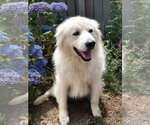 Small #1 Great Pyrenees