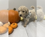 Small Photo #4 Goldendoodle Puppy For Sale in EUREKA, MO, USA