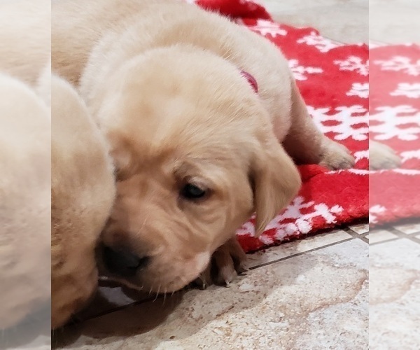 Medium Photo #10 Labrador Retriever Puppy For Sale in OLYMPIA, WA, USA