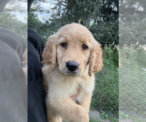 Medium Photo #14 Golden Retriever Puppy For Sale in LAKELAND, FL, USA