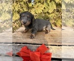 Small #3 Dachshund