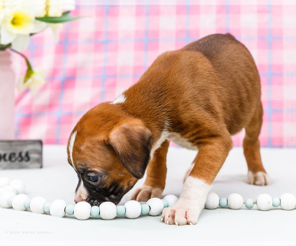 Medium Photo #5 Boxer Puppy For Sale in WAKARUSA, IN, USA
