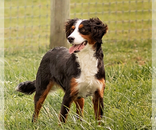 Medium Photo #1 Bernedoodle (Miniature) Puppy For Sale in LITITZ, PA, USA