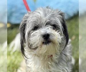 Mal-Shi Dogs for adoption in Yardley, PA, USA
