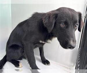 Labrador Retriever-Unknown Mix Dogs for adoption in Houston, TX, USA