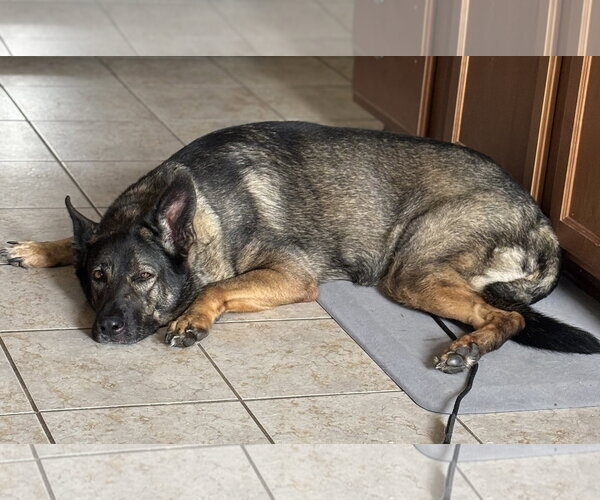 Medium Photo #5 German Shepherd Dog Puppy For Sale in Centreville, VA, USA