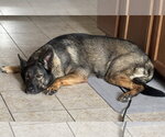 Small #4 German Shepherd Dog