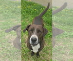 Small #3 Labrador Retriever Mix