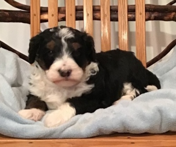 Medium Photo #5 Bernedoodle-Poodle (Standard) Mix Puppy For Sale in QUARRYVILLE, PA, USA