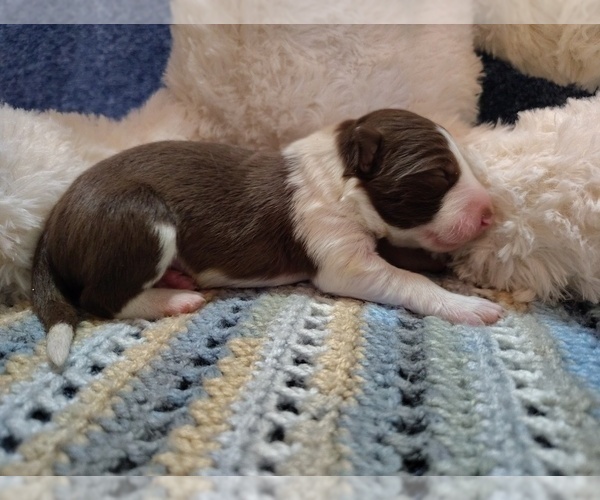 Medium Photo #28 Border Collie Puppy For Sale in NORBORNE, MO, USA