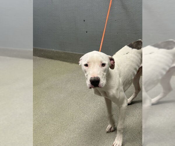 Medium Photo #1 American Pit Bull Terrier-Unknown Mix Puppy For Sale in Las Vegas, NV, USA