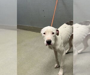 American Pit Bull Terrier-Unknown Mix Dogs for adoption in Las Vegas, NV, USA