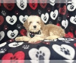 Small #4 Cockapoo