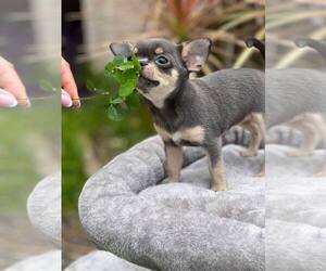 Chihuahua Puppy for sale in HOLLYWOOD, FL, USA