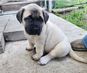 Mastiff Puppy for sale in OTTAWA, KS, USA