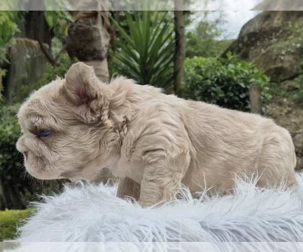 Medium Photo #8 French Bulldog Puppy For Sale in SAN DIEGO, CA, USA