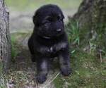 Small Photo #12 German Shepherd Dog Puppy For Sale in REDFIELD, AR, USA