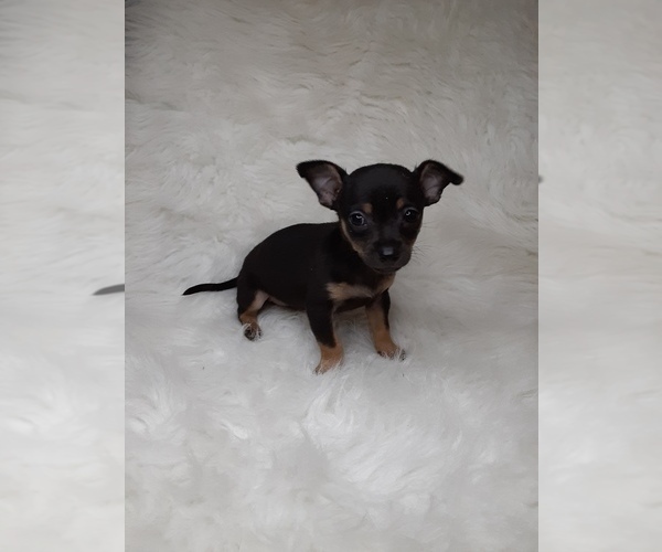 View Ad Chihuahua Puppy for Sale near Indiana