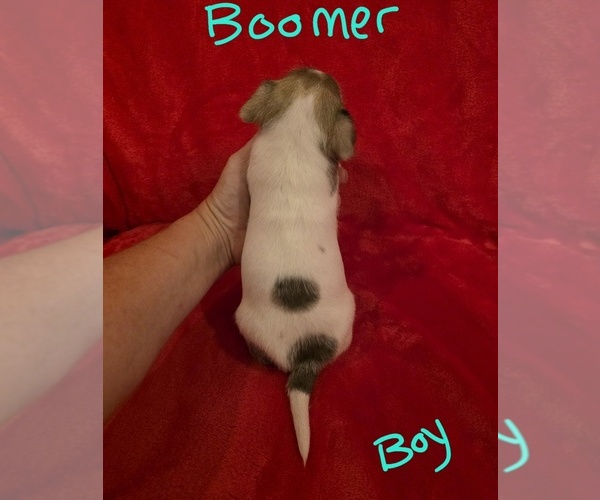 Medium Photo #18 Chizer Puppy For Sale in MONTEZUMA, GA, USA