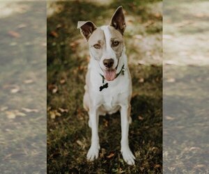 German Shepherd Dog-Huskies  Mix Dogs for adoption in Cuyahoga Falls , OH, USA