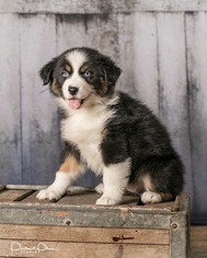Australian Shepherd Puppy for sale in ROBERTS, IL, USA